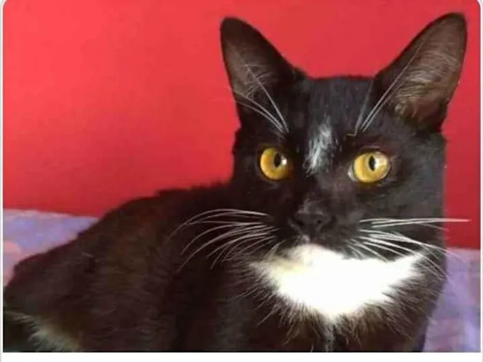 Gato ra a srd frajolinha  idade 7 a 11 meses nome DARIN