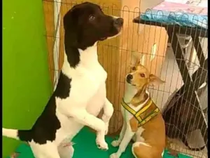 Cachorro raça SRD-ViraLata idade 2 a 6 meses nome FLOKINHO