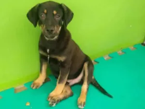 Cachorro raça SRD-ViraLata idade 2 a 6 meses nome PRINCESO