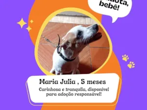 Cachorro raça Rottweiler idade 2 a 6 meses nome Maria julua