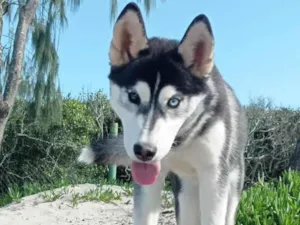 Cachorro raça Husky Siberiano idade 1 ano nome Kiara
