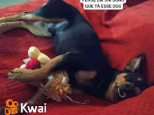 Cachorro raça Bac idade Abaixo de 2 meses nome Bimbim
