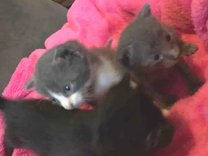 Gato ra a Filhotes idade Abaixo de 2 meses nome Filhotes