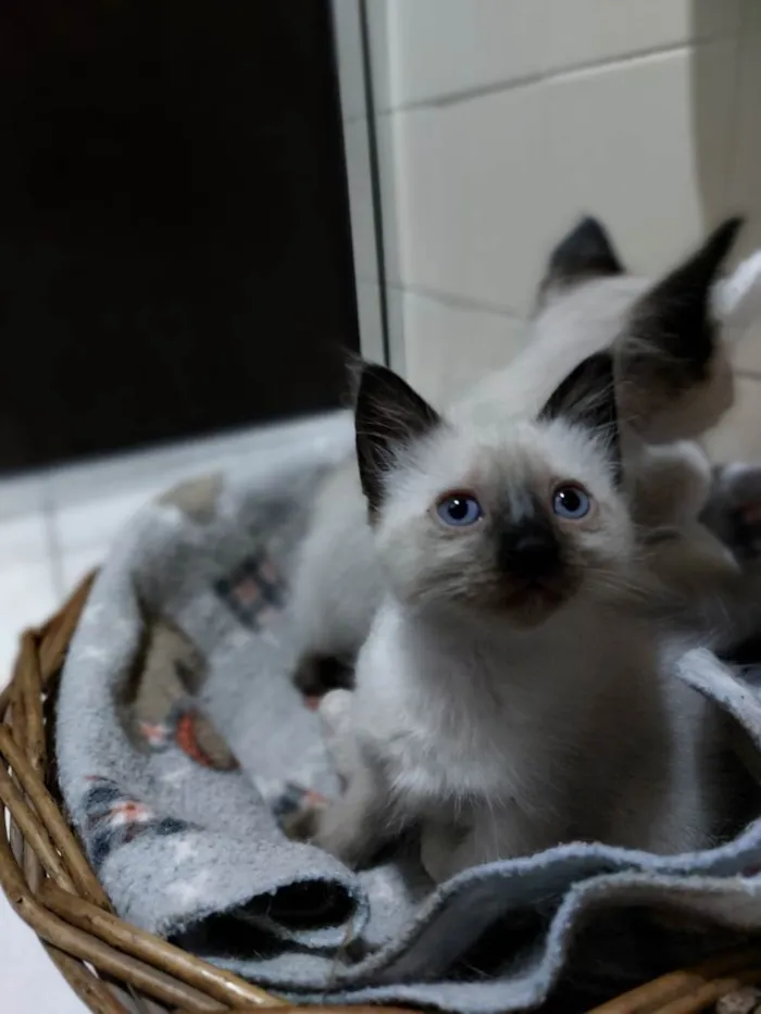 Gato raça SRD-ViraLata idade 2 a 6 meses nome Ursinha e Belinha