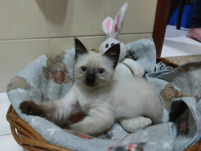 Gato raça SRD-ViraLata idade 2 a 6 meses nome Ursinha e Belinha