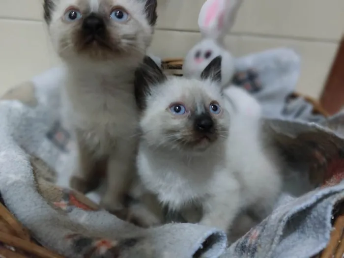 Gato raça SRD-ViraLata idade 2 a 6 meses nome Ursinha e Belinha