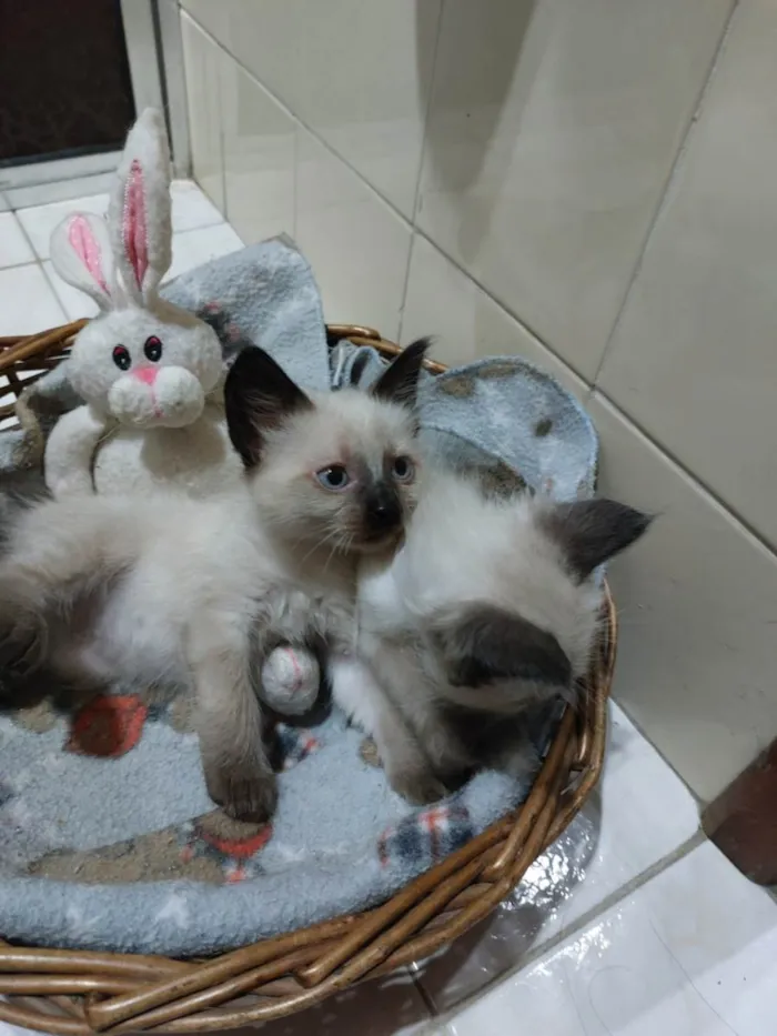 Gato raça SRD-ViraLata idade 2 a 6 meses nome Ursinha e Belinha