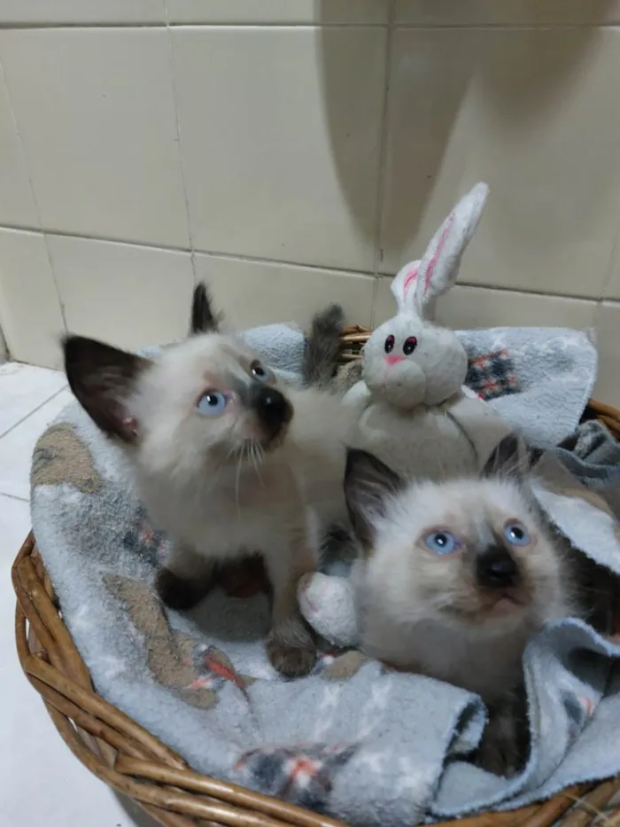 Gato raça SRD-ViraLata idade 2 a 6 meses nome Ursinha e Belinha