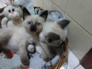 Gato raça SRD-ViraLata idade 2 a 6 meses nome Ursinha e Belinha