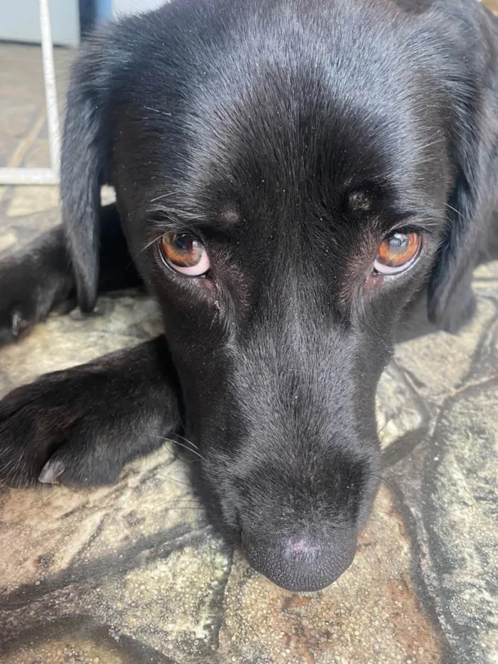 Cachorro ra a SRD-ViraLata idade 7 a 11 meses nome Zequinha 