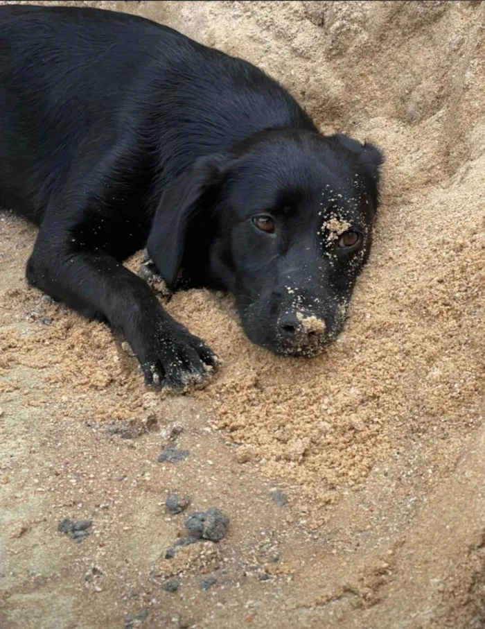 Cachorro ra a SRD-ViraLata idade 7 a 11 meses nome Zequinha 