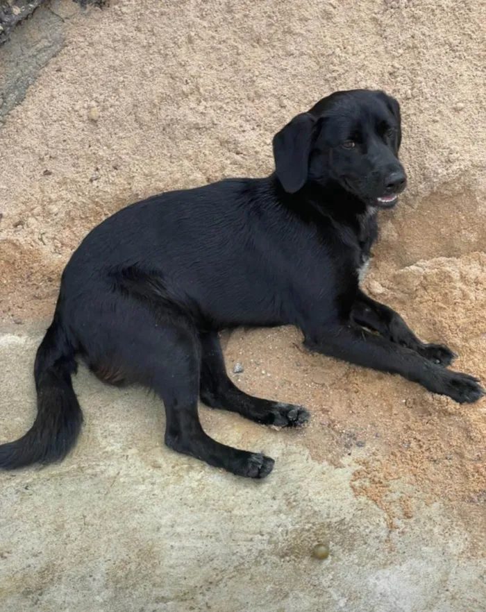 Cachorro ra a SRD-ViraLata idade 7 a 11 meses nome Zequinha 