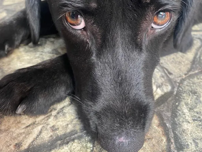 Cachorro ra a SRD-ViraLata idade 7 a 11 meses nome Zequinha 