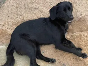 Cachorro raça SRD-ViraLata idade 7 a 11 meses nome Zequinha 