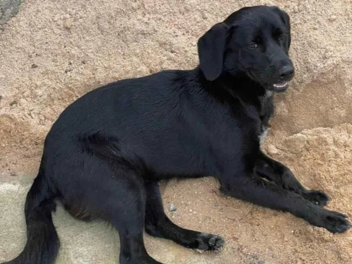 Cachorro ra a SRD-ViraLata idade 7 a 11 meses nome Zequinha 