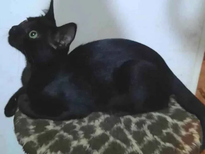 Gato raça SRD-ViraLata idade 2 a 6 meses nome PANTERA