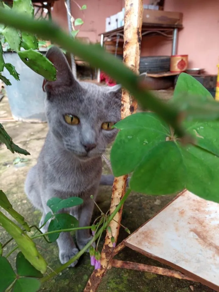 Gato ra a SRD-ViraLata idade 2 a 6 meses nome Filhotes para adoção