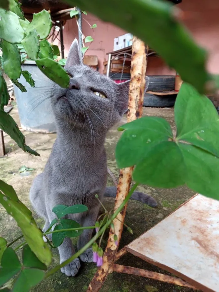 Gato ra a SRD-ViraLata idade 2 a 6 meses nome Filhotes para adoção