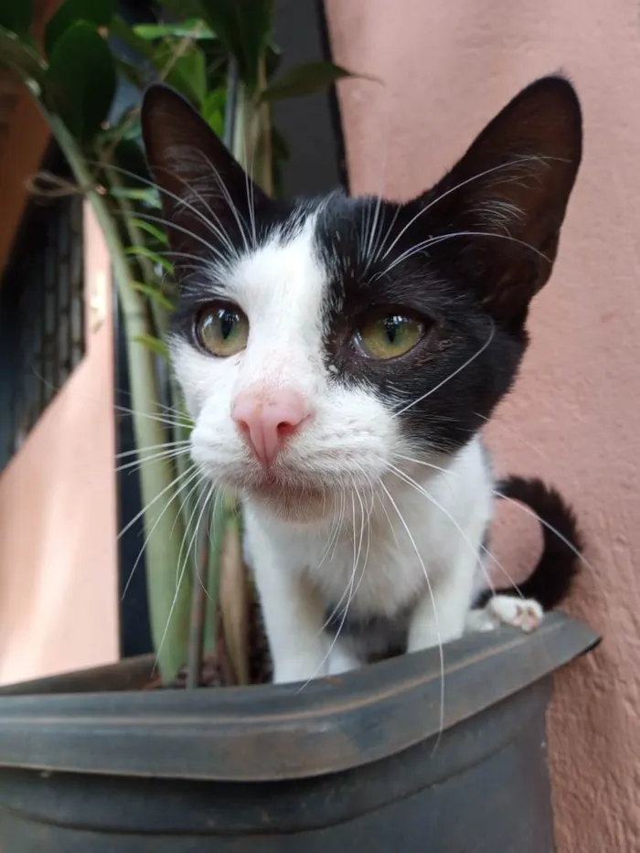 Gato ra a SRD-ViraLata idade 2 a 6 meses nome Filhotes para adoção