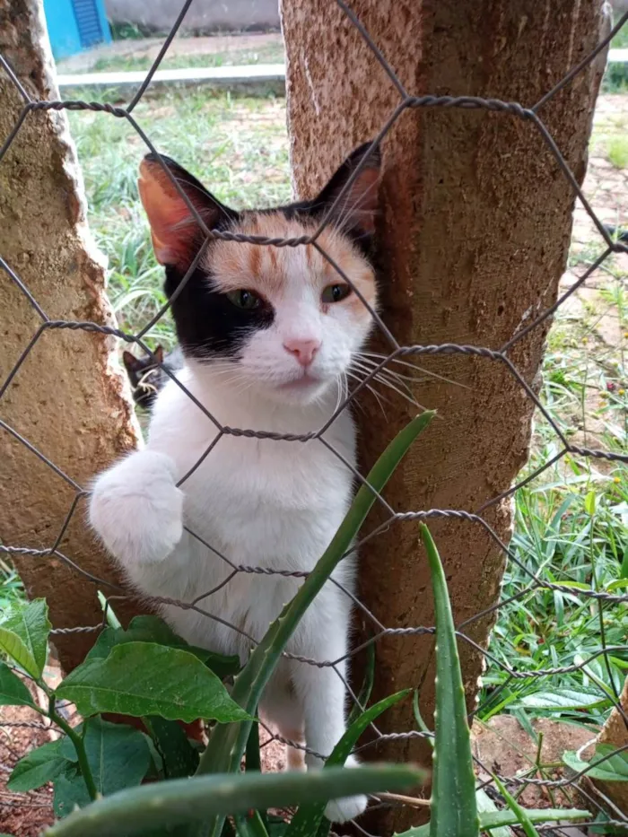 Gato ra a SRD-ViraLata idade 2 a 6 meses nome Filhotes para adoção