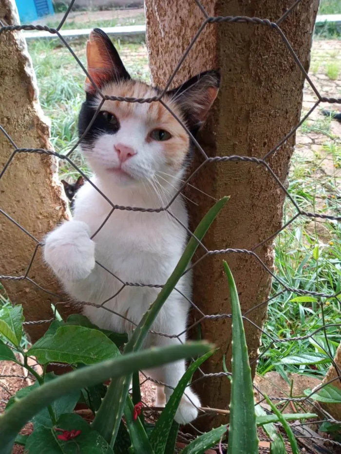 Gato ra a SRD-ViraLata idade 2 a 6 meses nome Filhotes para adoção