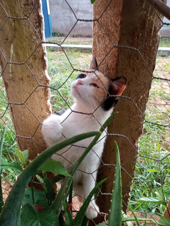 Gato ra a SRD-ViraLata idade 2 a 6 meses nome Filhotes para adoção