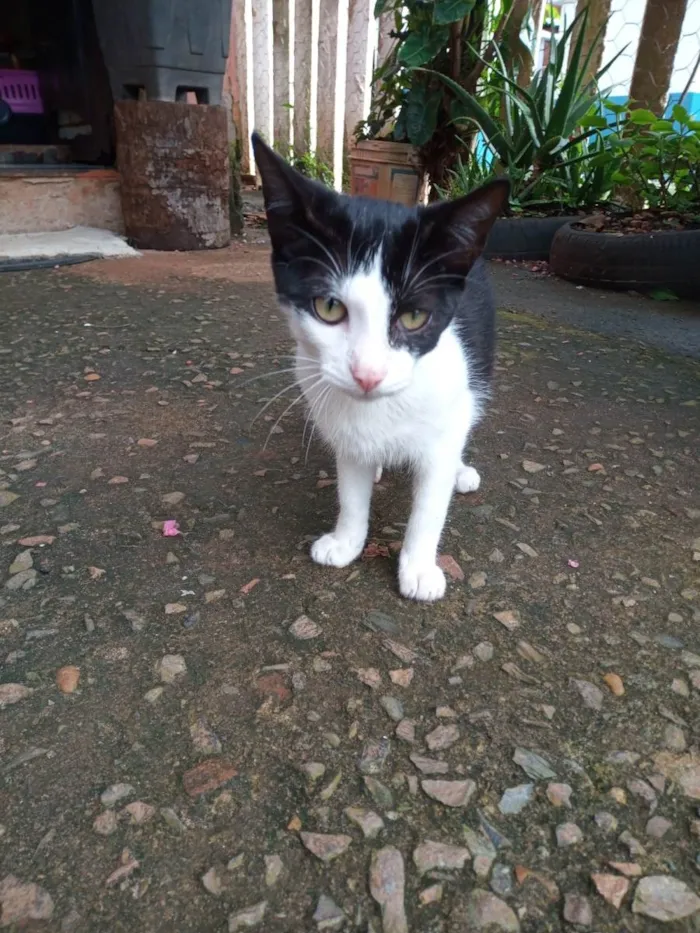 Gato ra a SRD-ViraLata idade 2 a 6 meses nome Filhotes para adoção