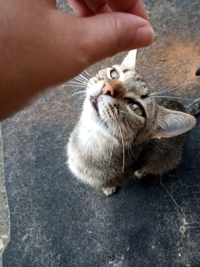 Gato ra a SRD-ViraLata idade 2 a 6 meses nome Filhotes para adoção