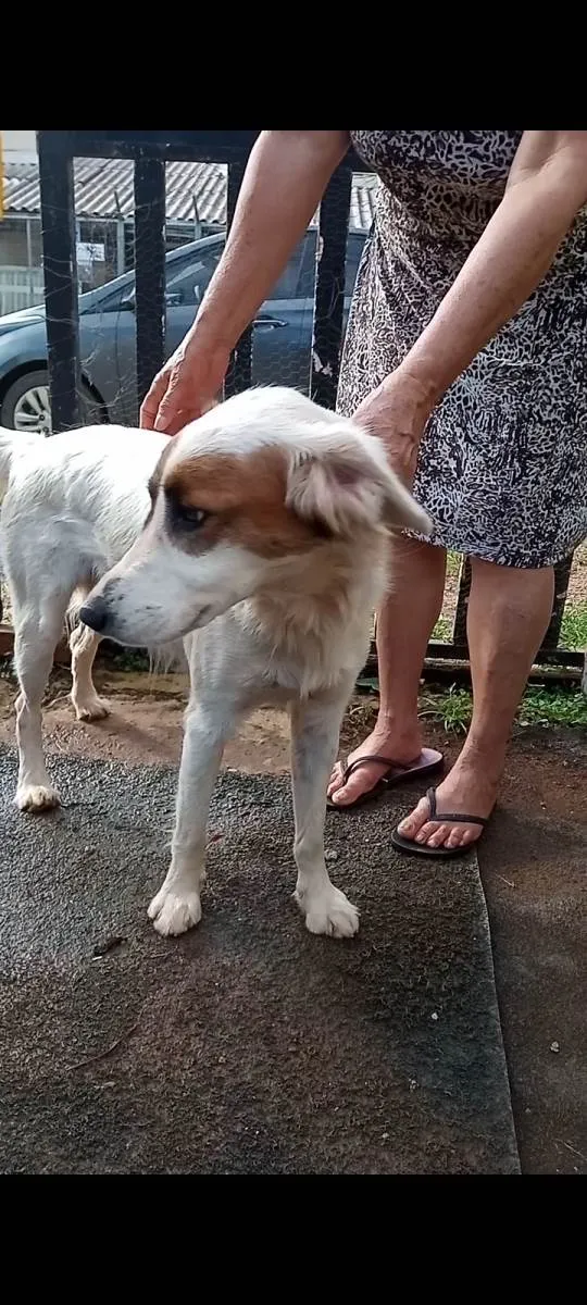 Cachorro ra a SRD-ViraLata idade 1 ano nome Pix
