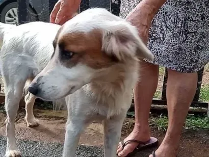 Cachorro raça SRD-ViraLata idade 1 ano nome Pix