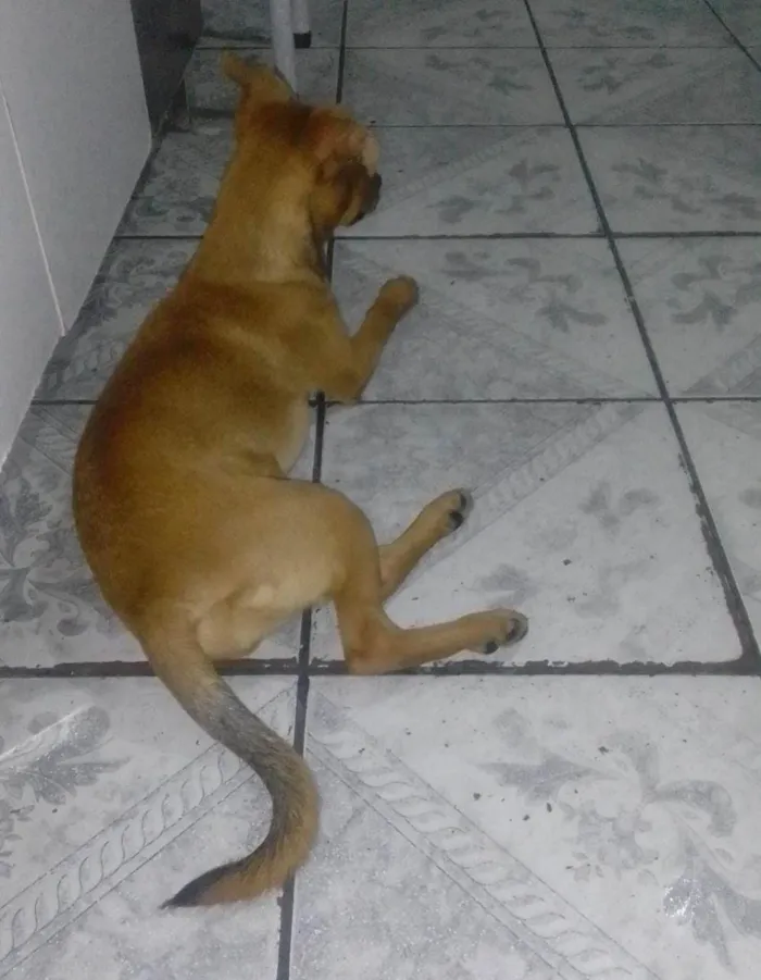Cachorro ra a SRD-ViraLata idade 1 ano nome Mel 