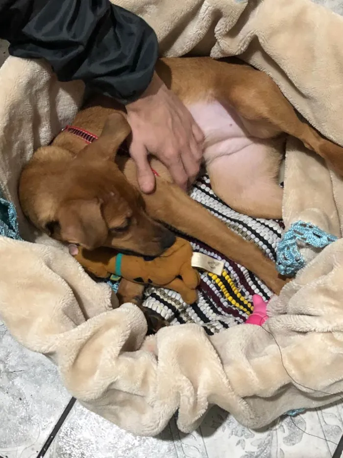 Cachorro ra a SRD-ViraLata idade 1 ano nome Mel 