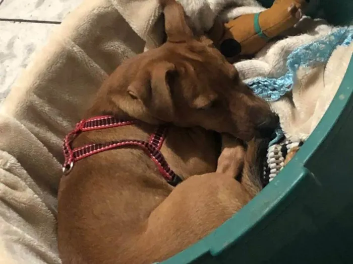 Cachorro ra a SRD-ViraLata idade 1 ano nome Mel 