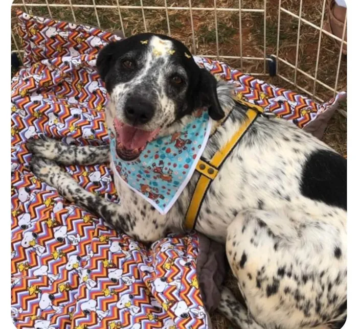 Cachorro ra a Srd idade 6 ou mais anos nome Estrela