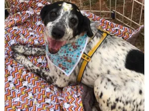 Cachorro raça Srd idade 6 ou mais anos nome Estrela