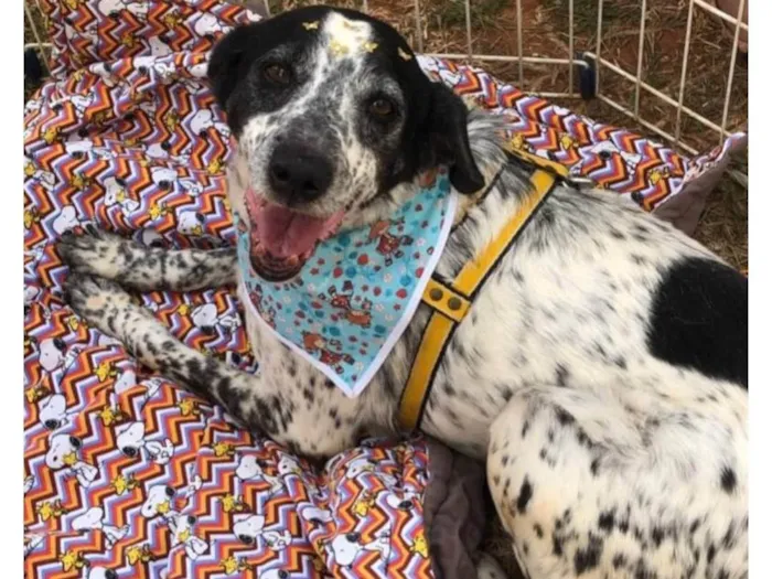 Cachorro ra a Srd idade 6 ou mais anos nome Estrela