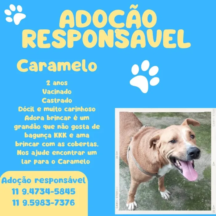 Cachorro ra a SRD-ViraLata idade 2 anos nome Caramelo