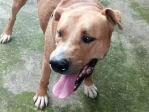 Cachorro raça SRD-ViraLata idade 2 anos nome Caramelo