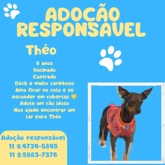 Cachorro ra a SRD-ViraLata idade 6 ou mais anos nome Theo