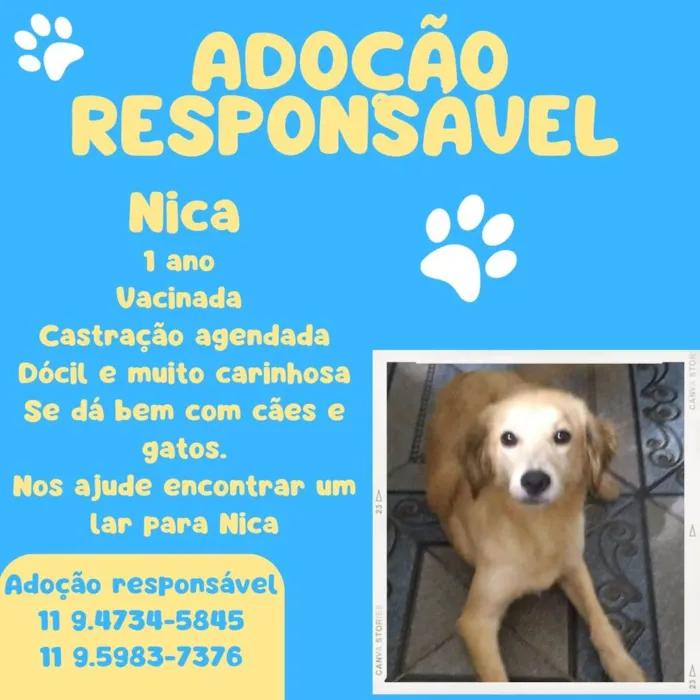 Cachorro ra a SRD-ViraLata idade 1 ano nome Nica