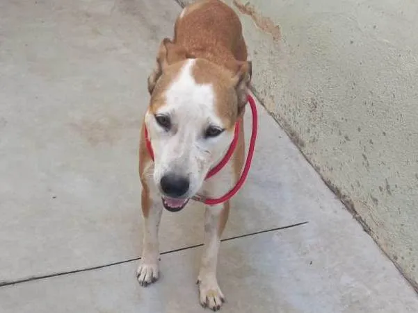 Cachorro ra a SRD-ViraLata idade 2 anos nome Lara