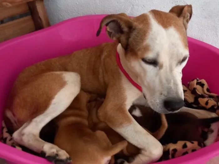 Cachorro ra a SRD-ViraLata idade 2 anos nome Lara