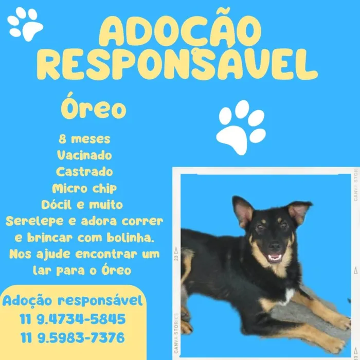 Cachorro ra a SRD-ViraLata idade 7 a 11 meses nome Oreo