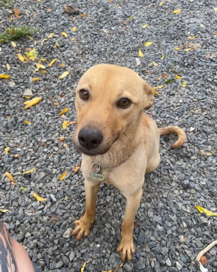 Cachorro ra a Labrafor  idade 2 anos nome Olodun 