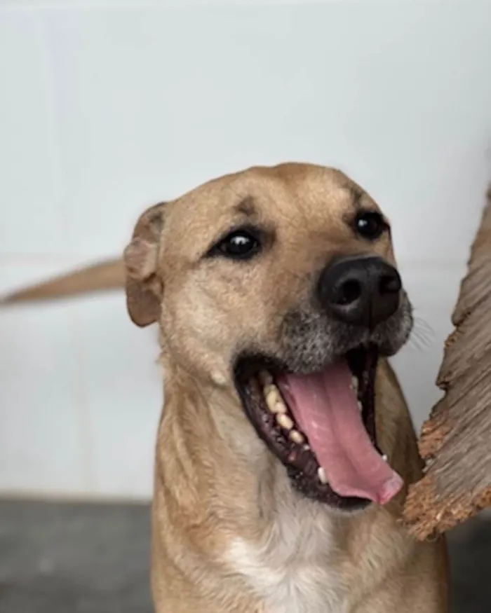 Cachorro ra a Labrafor  idade 2 anos nome Olodun 