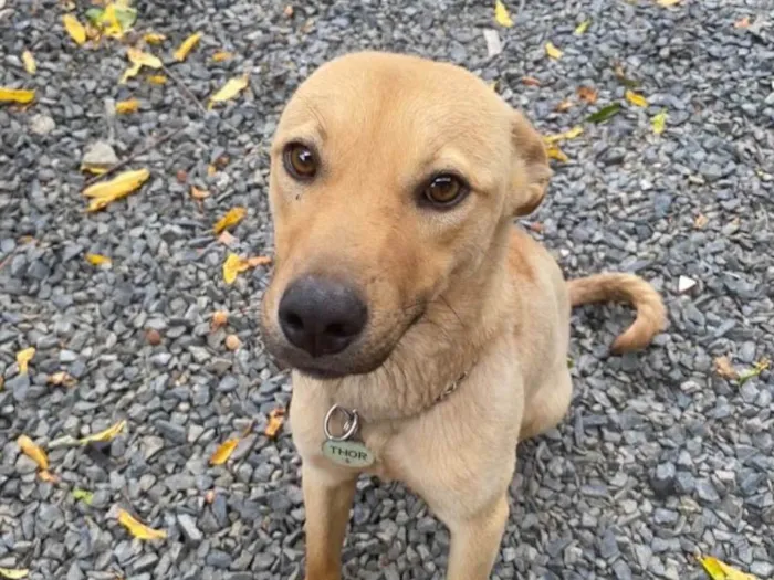 Cachorro ra a Labrafor  idade 2 anos nome Olodun 