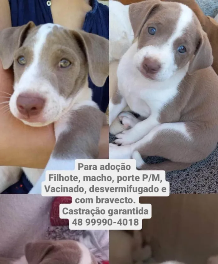 Cachorro ra a  idade  nome Não sei 