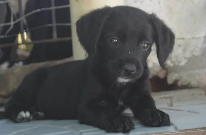 Cachorro ra a  idade  nome Não sei 