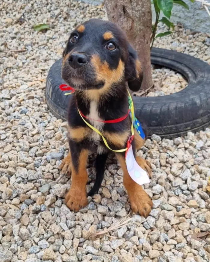 Cachorro ra a  idade  nome Não sei 