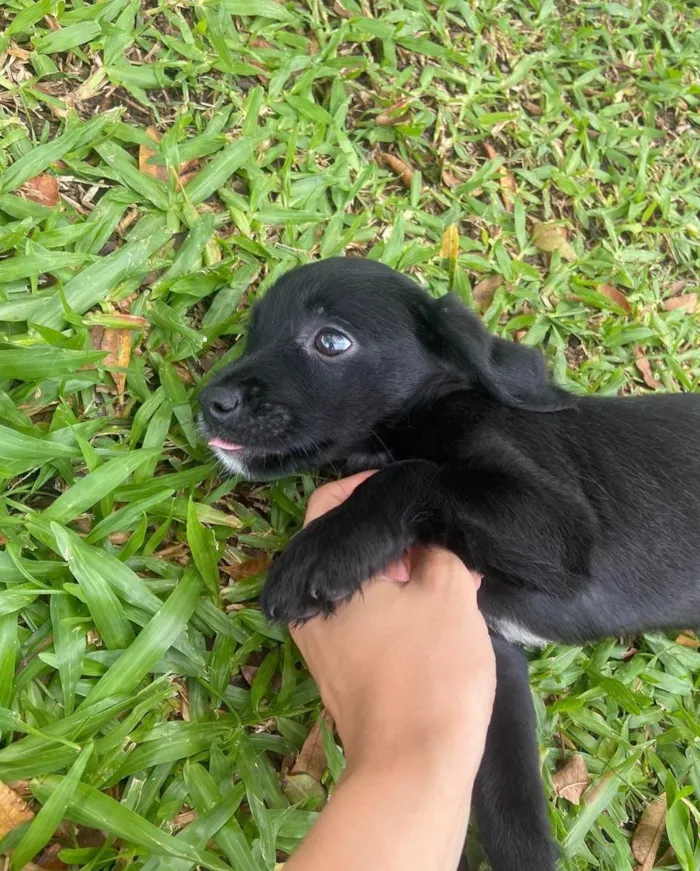 Cachorro ra a  idade  nome Não sei 